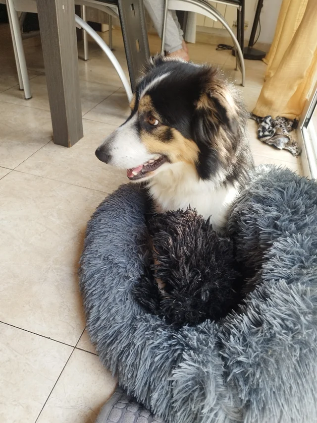 Servicio paseo de perros