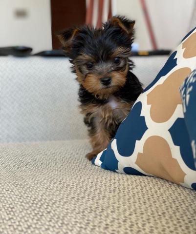 Regalo cachorros de yorkshire